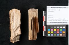 Foto (Objekt + Etikett) von Betula prisca (NHMW-GEO-2024-0188-11580)